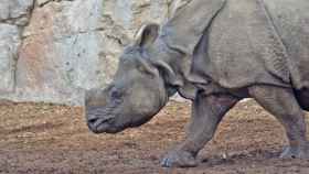 Nisha, el rinoceronte indio estudiado en Terra Natura Benidorm.