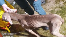 El animal que ha sido abandonado por su dueña