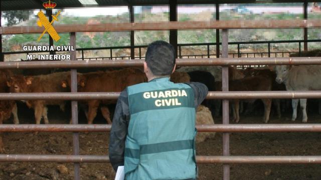 La Guardia Civil en una explotación ganadera