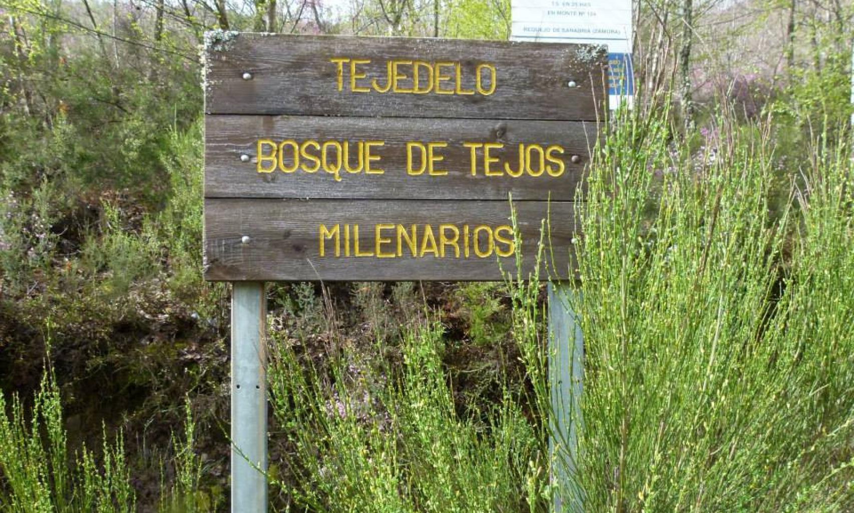 Recorrido de misterio por un bosque para conocer historias de