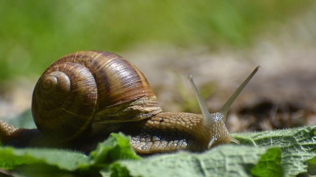 Un caracol silvestre en imagen de archivo.