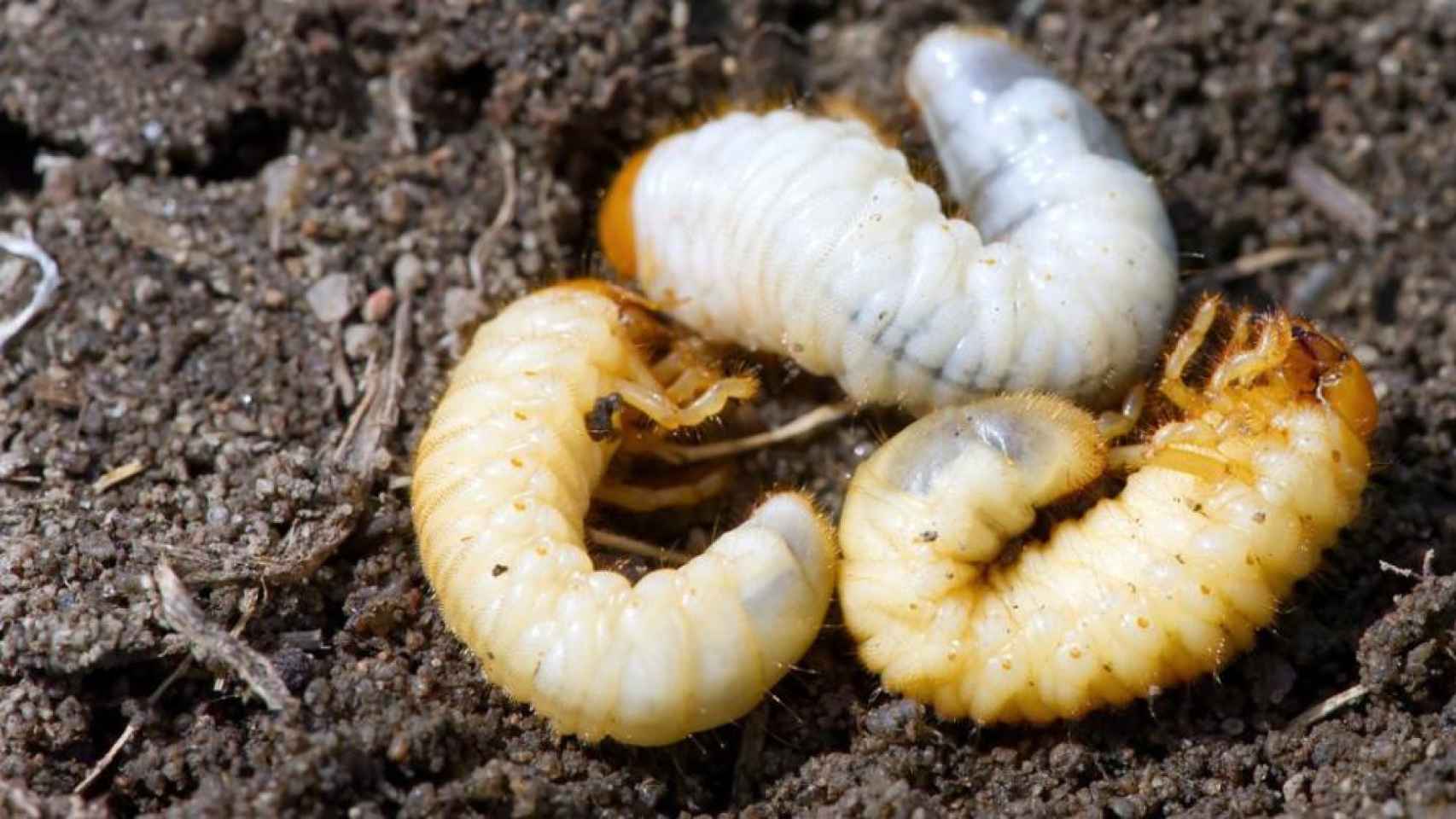 Las larvas de escarabajo del estiércol.