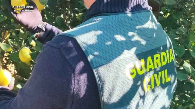 La estafa de los limones: un detenido tras hacerse con 70.000 euros de agricultores de la Vega Baja