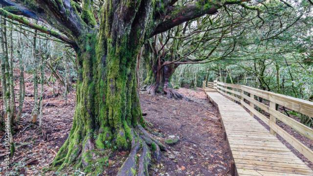 Bosque de Tejedelo