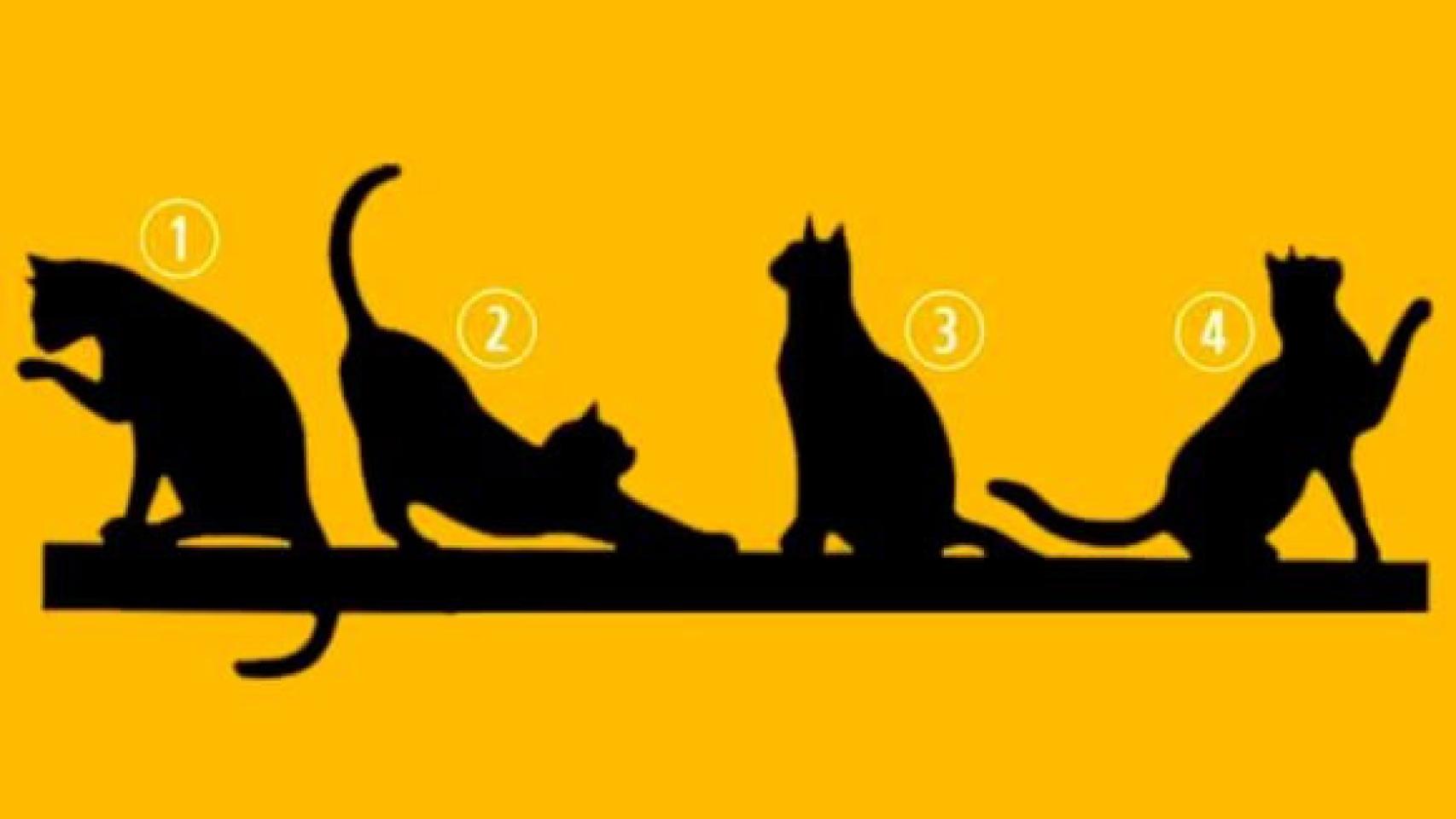 Fácil de suceder Memorándum cobre Elige un gato y el test de personalidad te mostrará tus cualidades más  valiosas