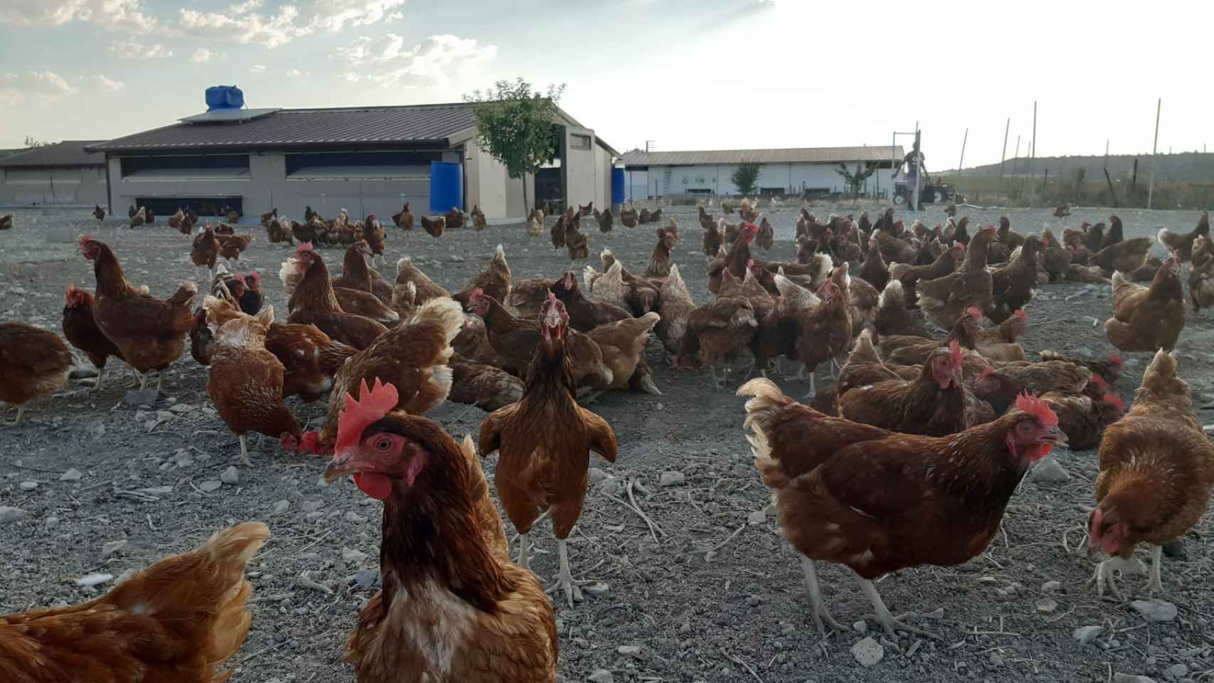 La gallinas en Granja Pepín