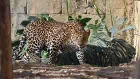 Uno de los leopardos de Sri Lanka que ha recibido Río Safari Elche.