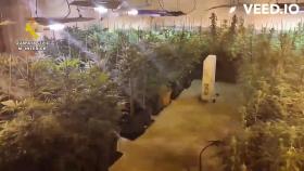 Plantación de marihuana en Isso (Albacete)