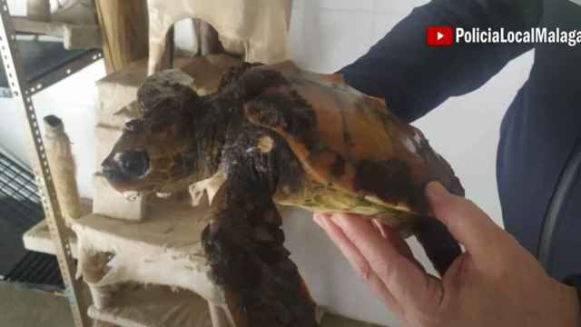 Imagen de la tortuga boba rescatada por la Policía Local de Málaga.