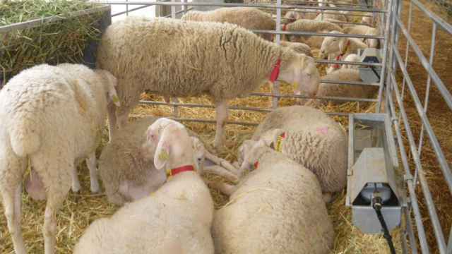 Castilla-La Mancha flexibilizará las medidas contra la viruela ovina la próxima semana