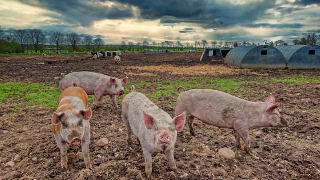 Imagen de archivo de una granja de cerdos en Dinamarca.