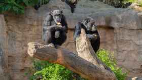 Dos chimpancés que fueron incautados y que están en Bioparc Fuengirola.