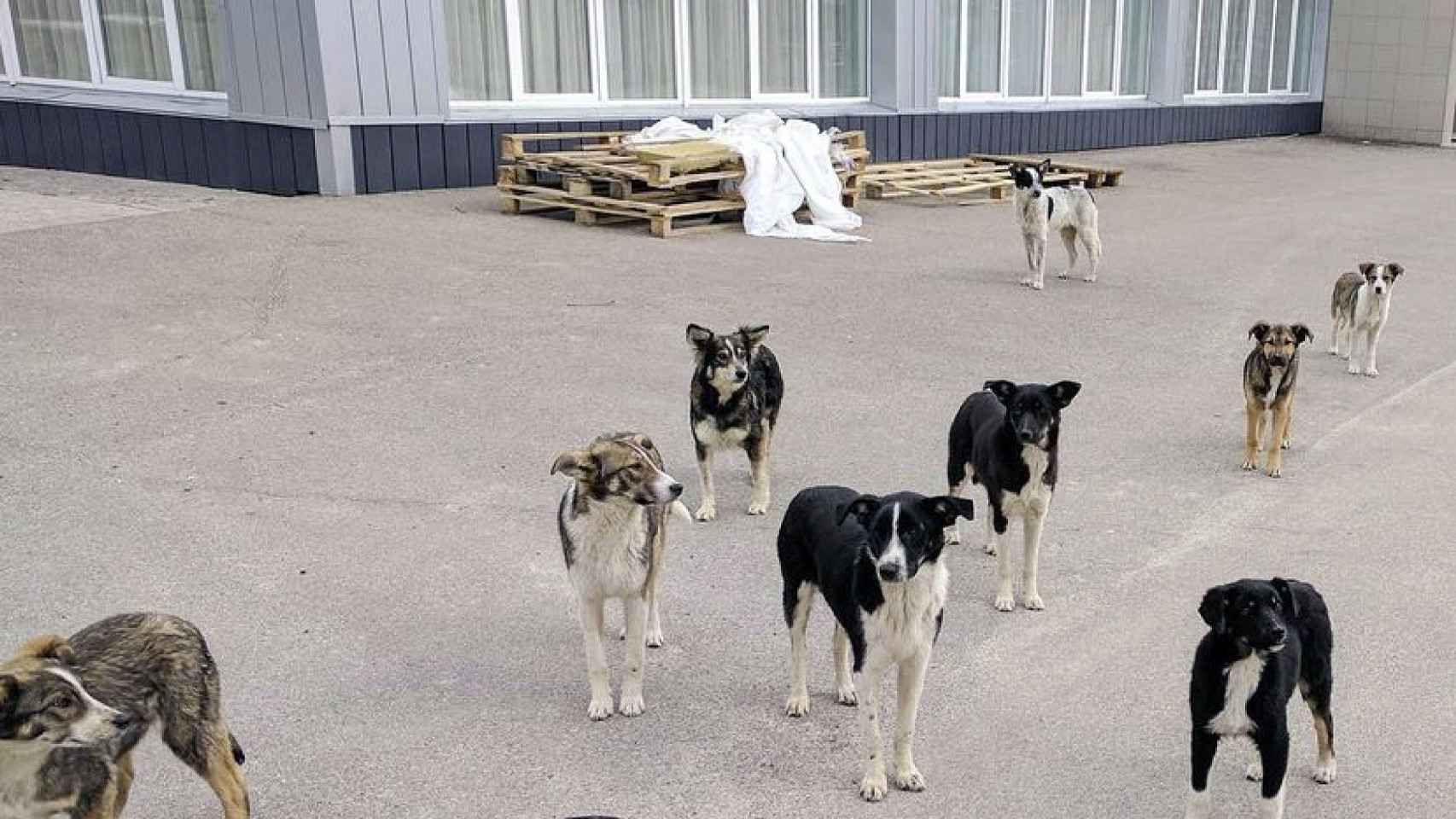 Una manada de perros vagabundos que vive en las zonas industriales de la central nuclear de Chernóbil.