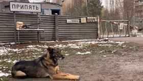 Un perro en la Zona de Exclusión de Chernóbil.
