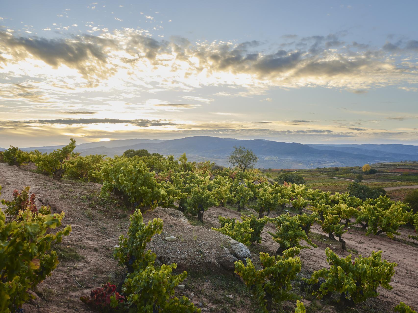 Garnachas Cárdenas