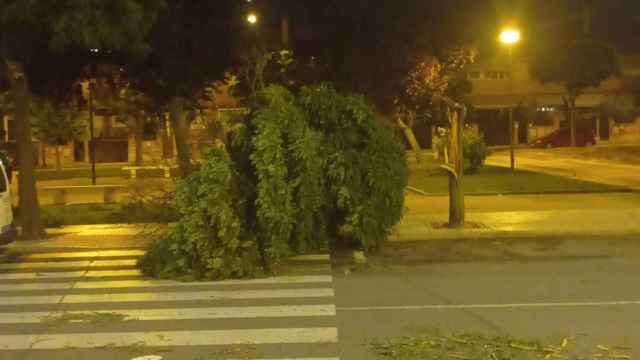 Árbol caído en Salamanca