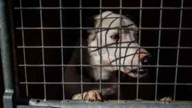 Un perro en una jaula en la protectora animal ALBA, a 2 de febrero de 2023, en Camarma de Esteruelas, Madrid.