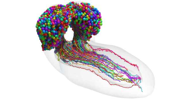 El mapa en 3-D del cerebro de una larva de mosca de la fruta. Johns Hopkins University/University of Cambridge