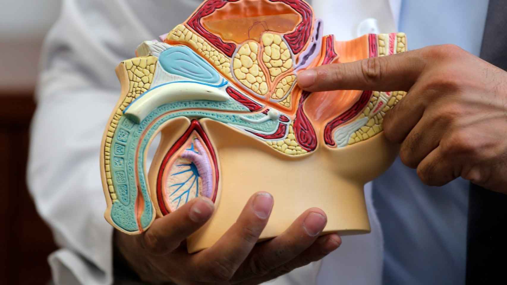 Un urólogo señala en una maqueta el lugar en el que se encuentra la próstata.