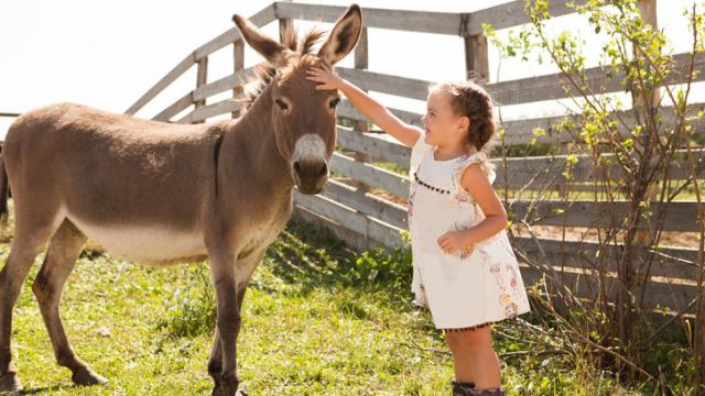 Una niña acaricia un burro.