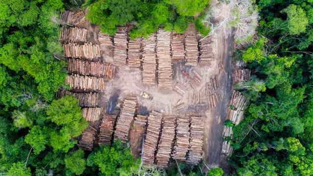 Varios troncos apilados producto de la deforestación ilegal en la Amazonía brasileña.