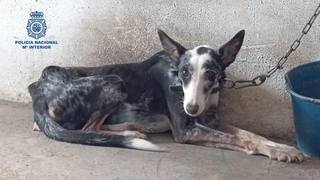 Rescatan a un perro a punto de morir en una finca de la Axarquía.