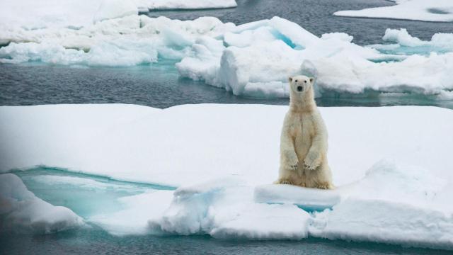 Un oso polar en el Ártico.