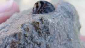 Ejemplar de mejillón cebra (dreissena polymorpha) hallado en el pantano de Crevillent.