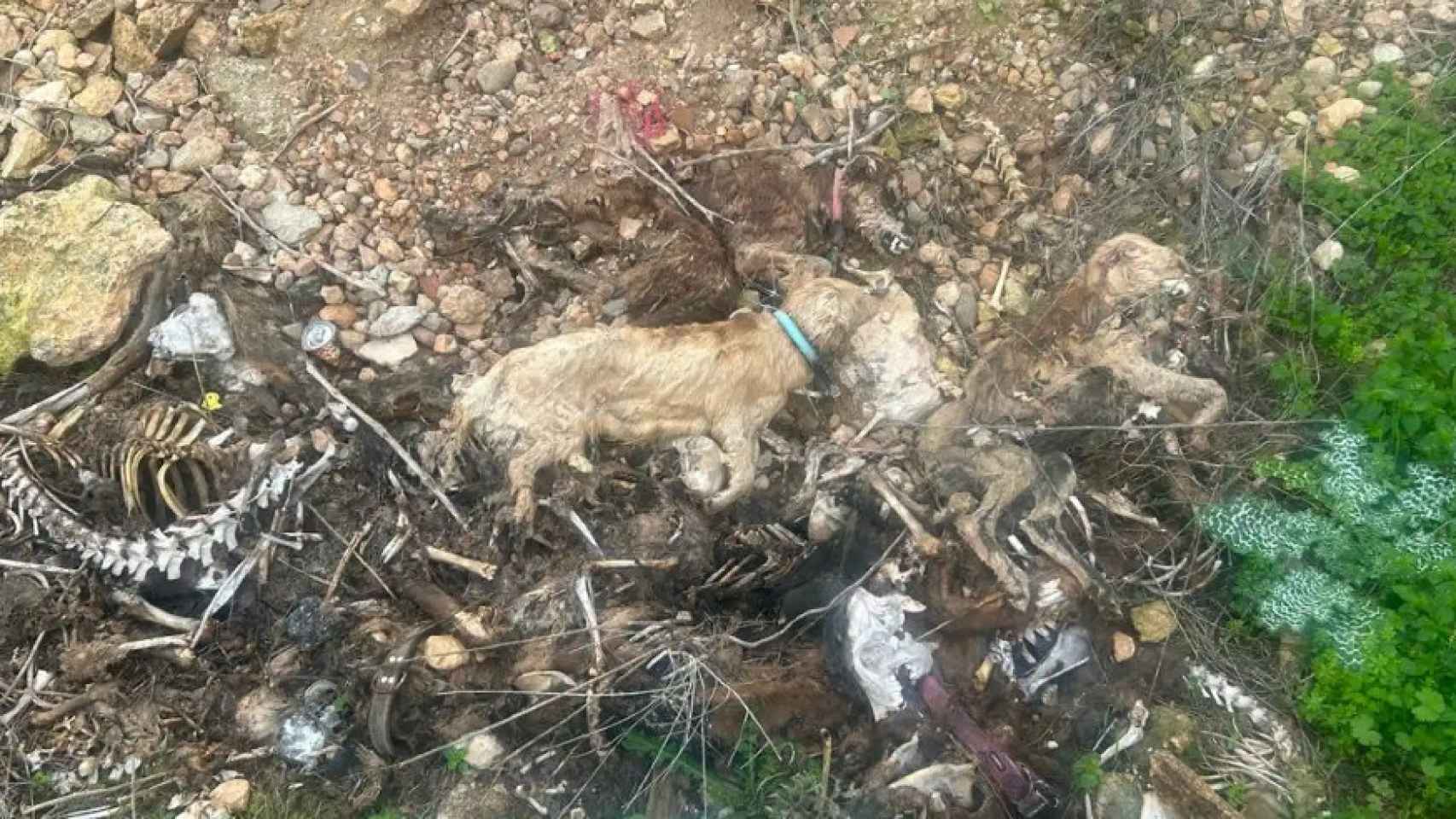 Desmienten que los animales muertos hallados en Hellín (Albacete) tengan  que ver con la caza