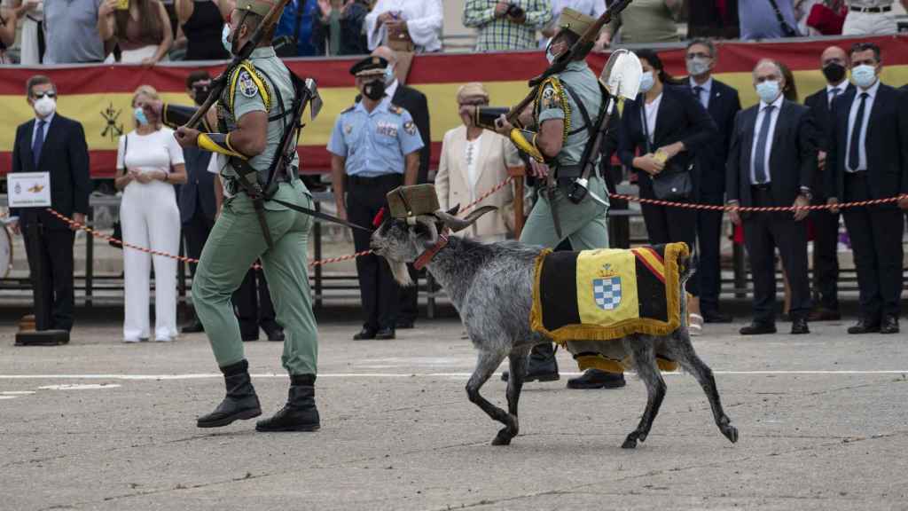 La cabra de La Legión durante un desfile.
