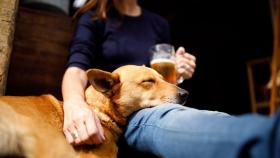 ¿Puedo entrar a comer a un restaurante con mi perro? La Ley Belarra responde