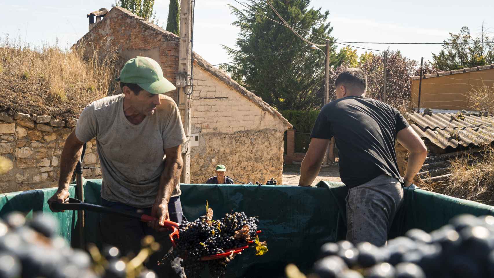 Ricardo junto a su padre Emilio Crespo recogiendo la uva.