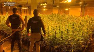 Cae un matrimonio dedicado al tráfico de droga en Cuenca: 1.700 plantas de marihuana incautadas