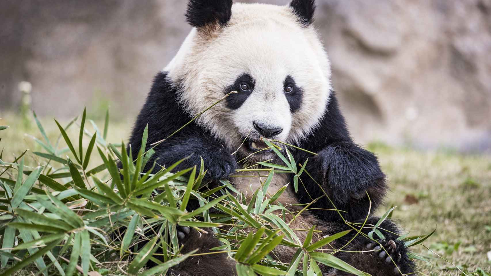Un oso panda gigante comiendo bambú.