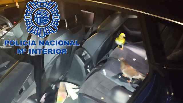 Dos de las dieciocho palomas recuperadas por la Policía Nacional.