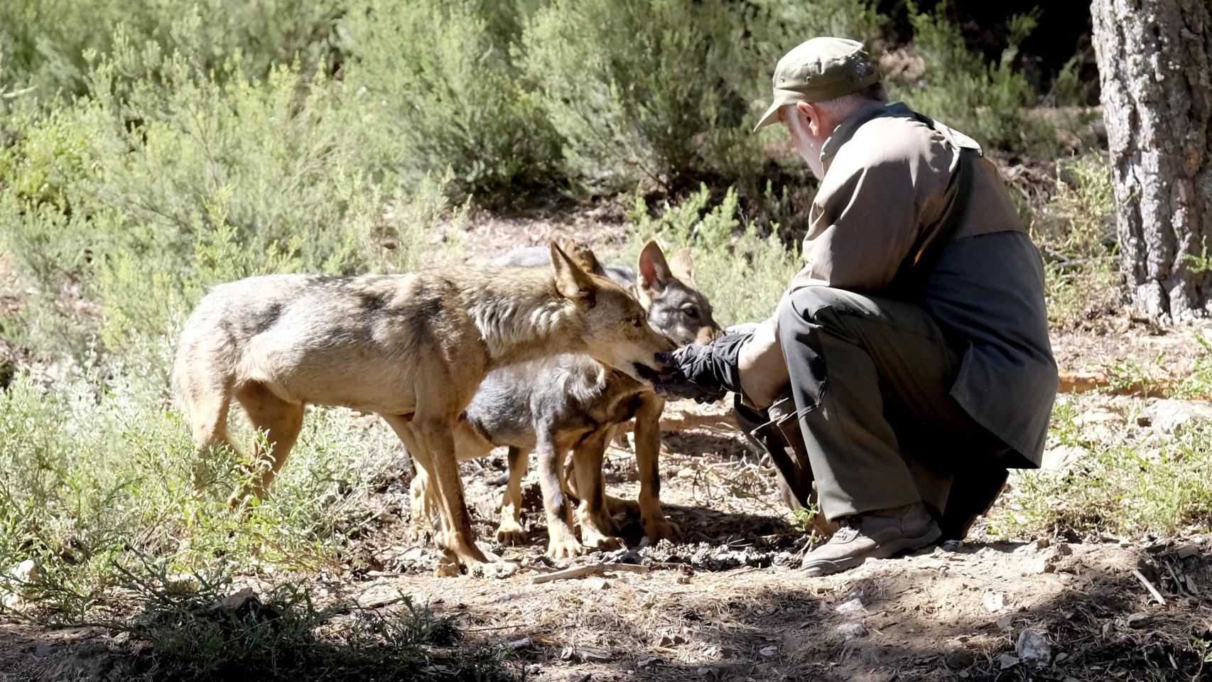 Aquí se esconde el único santuario del lobo ibérico en España