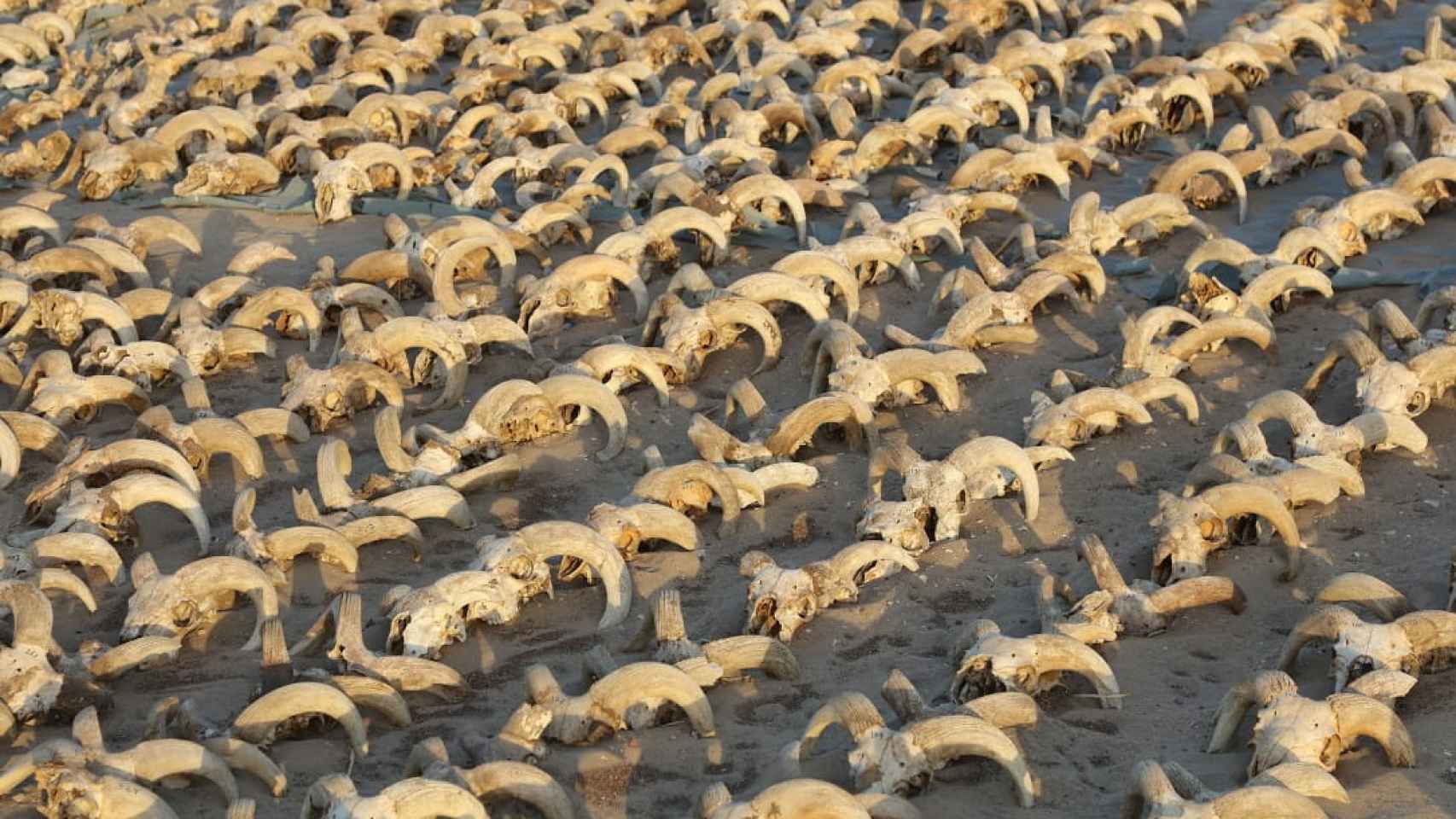 Imagen de los carneros hallados en Egipto. Foto: Ministerio de Antigüedades / Reuters