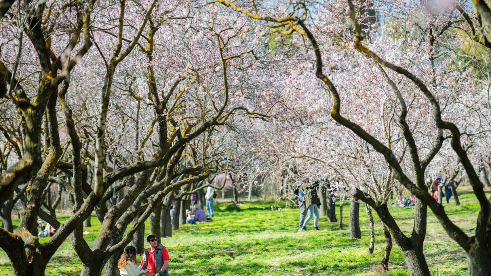 Valle del Jerte y otros lugares donde ver cerezos en flor en 2023