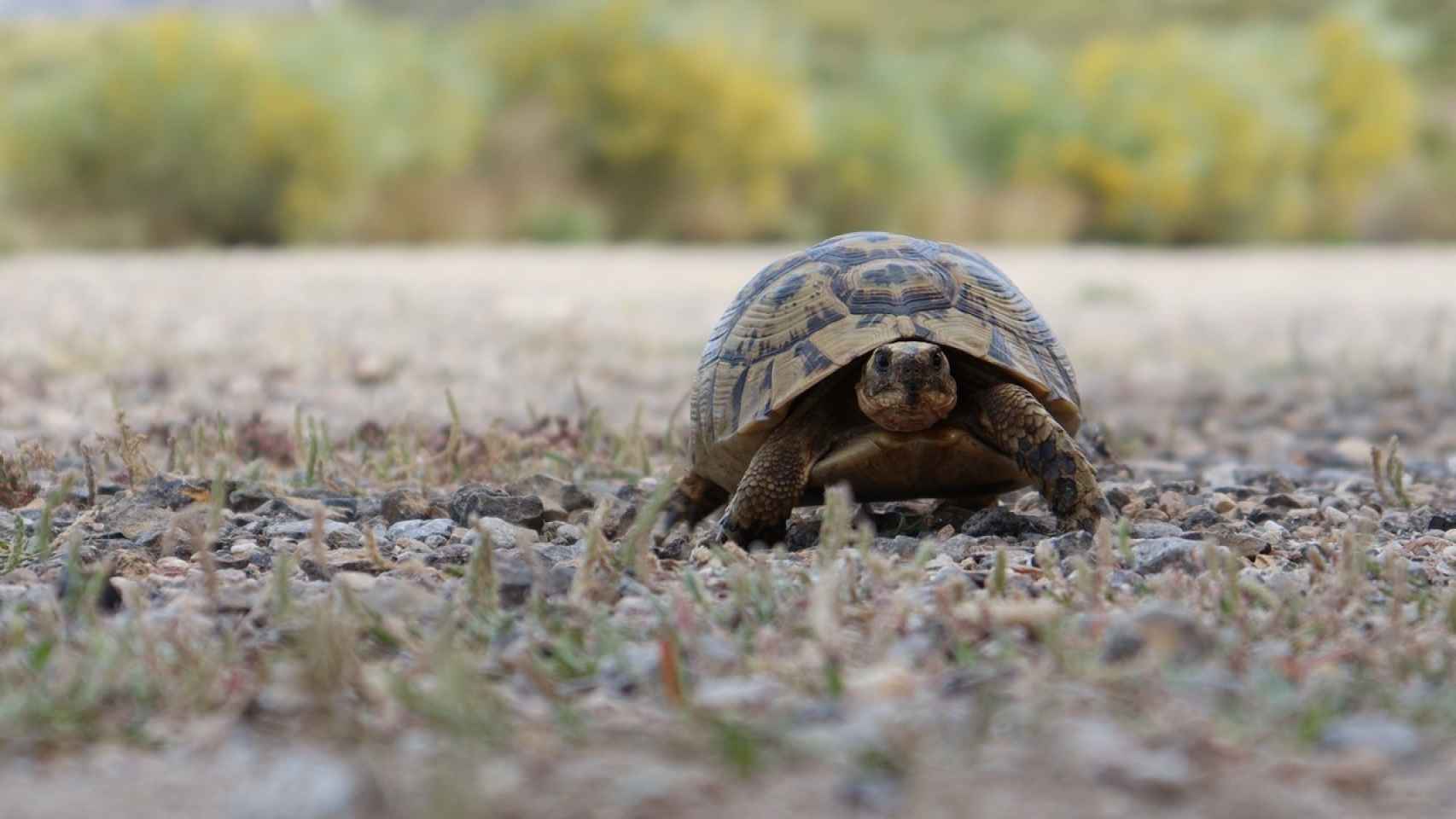 Ejemplar de tortuga mora (Testudo graeca), especie de tierra amenazada que habita en España.