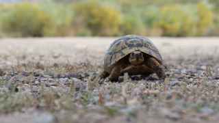 Un estudio alerta de la posible extinción masiva de tortugas y cocodrilos en los próximos años