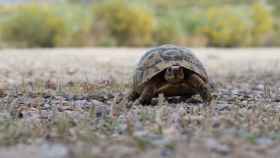 Ejemplar de tortuga mora (Testudo graeca), especie de tierra amenazada que habita en España.
