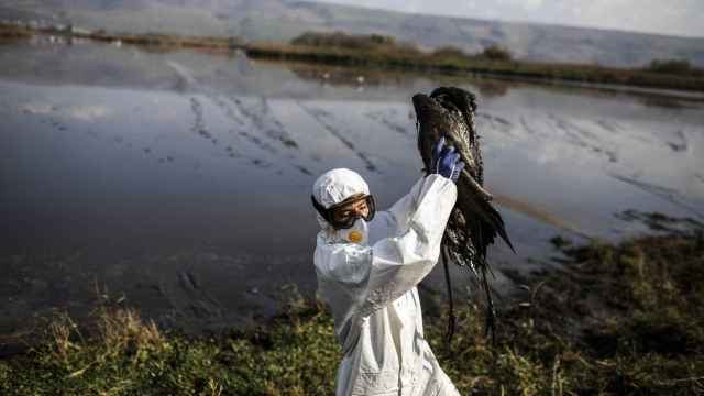 Retirada de aves salvajes que murieron durante el brote de gripe aviar de 2022 en Israel.