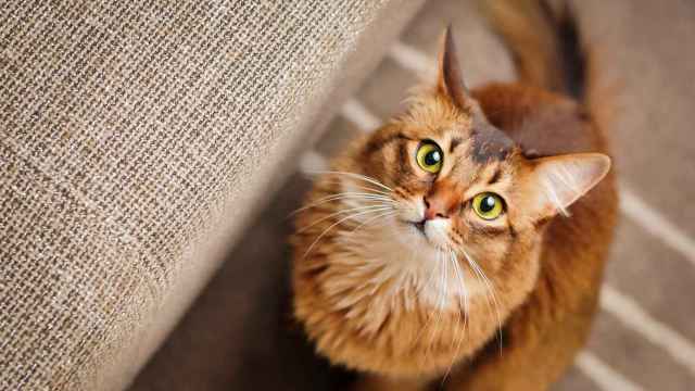 Cuando tu gato te mira fijamente, podría estar mandándote una señal.