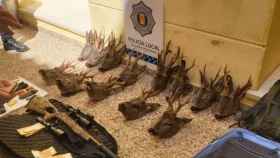 Sorprenden a dos furtivos en Talavera con 13 cabezas de corzos abatidos en un mismo día