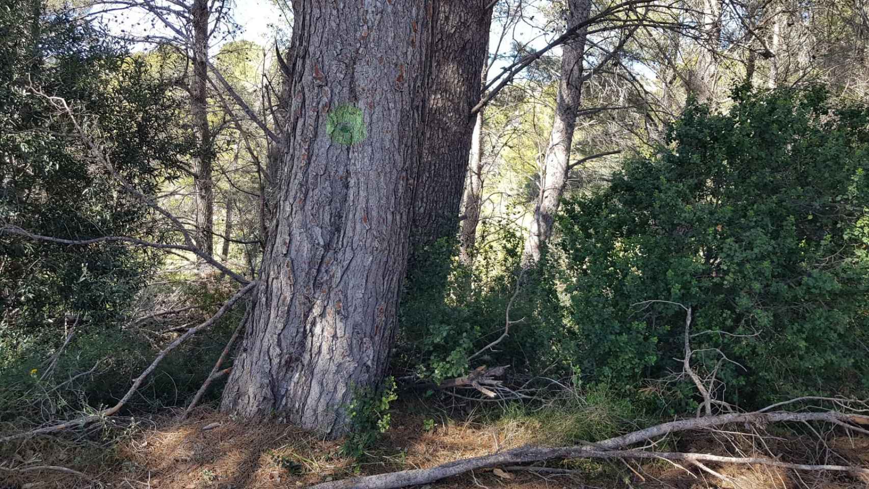 Un pino marcado en verde desde hace dos años para ser retirado y reducir combustible.