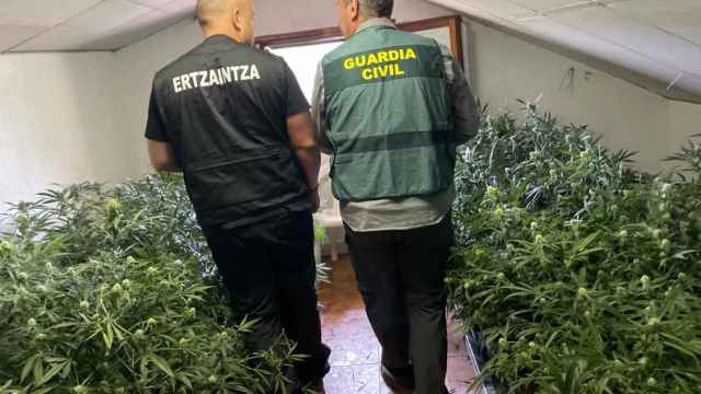 Ertzaintza y Guardia Civil desmantelan una organización dedicada al cultivo y la distribución de marihuana