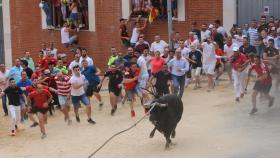 Toro enmaromado de Benavente.