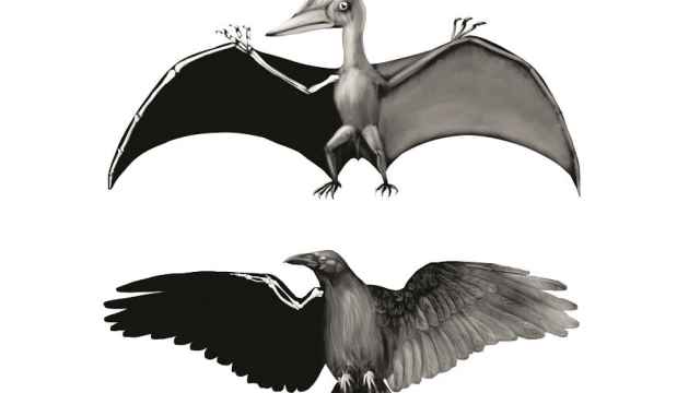 Ilustración de Jana Lenzová para 'La fantasía de volar' (Ariel), de Richard Dawkins