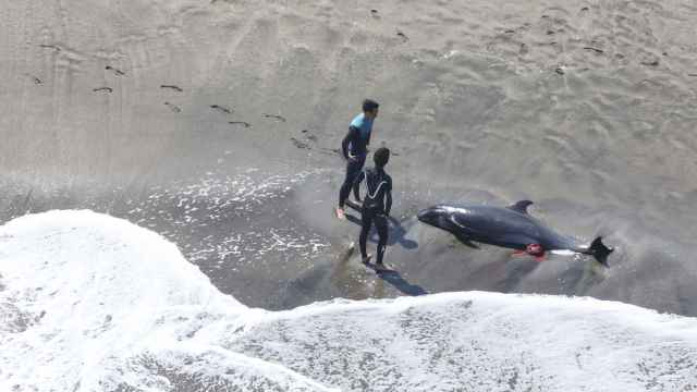 Surfistas junto a un delfín cabeza de melón muerto en playa al este de Japón.