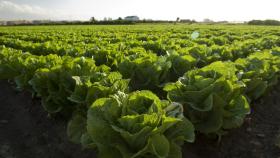 La limitación del consumo de agua en agricultura es una de las propuestas que se abordará.